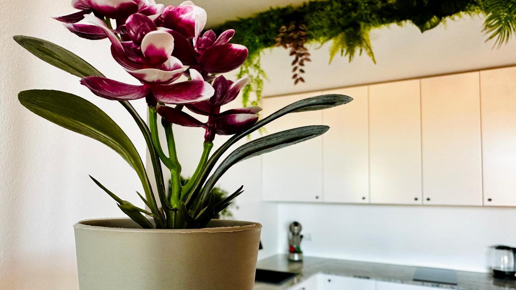 Garden Of Eden Modern Apartments - Apartello,Com สวิติ วลัส ภายนอก รูปภาพ